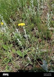 Image result for Helichrysum aureo-nitens