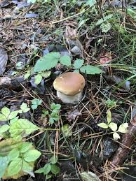 Epingle Par Delicious Rdv Sur My Photos And Recipes Cepes Butternut Cuisine De Saison