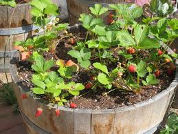 Best pots to grow strawberries. Growing Strawberries In A Pot Ridgeview