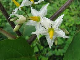 Image result for Solanum torvum