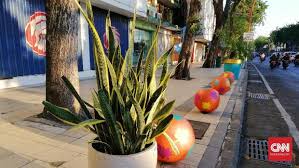 Maybe you would like to learn more about one of these? Mengenal Tanaman Hias Sansevieria Si Lidah Mertua