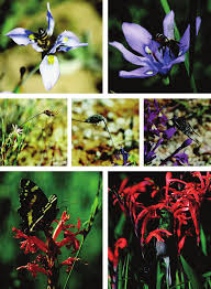 Image result for Hesperantha longicollis