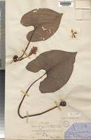 Image result for Cyanastrum