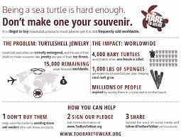 Hawksbill turtle shell has an irregular streaky or spotty pattern that runs all the way through the material. Viaventure Stands Up For Sea Turtles Viaventure
