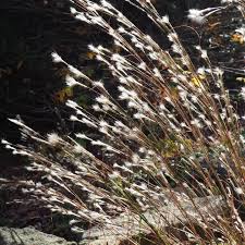 Image result for Triumfetta angolensis