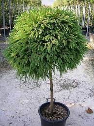 Flower color is brown/tan and blooms in. Nadelgeholze Cryptomeria Japonica Globosa Nana