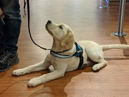 Puppy boot camp san diego. Dogpanion Private Dog Training