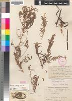 Image result for Acacia davyi