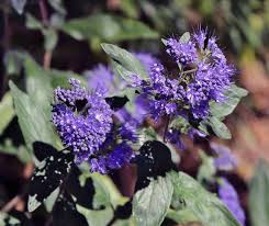 Image result for Caryopteris odorata
