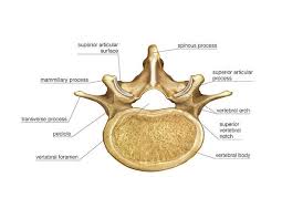Image result for Lumbar vertebrae