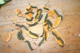 Milkweed Shortage Sparks Alternative Fuels For Hungry Monarch Caterpillars Texas Butterfly Ranch