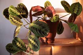 The soil should never be allowed to dry out completely. How To Grow And Care For Prayer Plants Gardener S Path