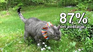 Bird Safe Cat Collar Canada Birdsbesafe Protecting Birds From Cats With Proven Product Youtube