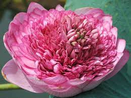 Http Pressrelease Ashs Org Index Php Option Com Content View Article Id 1246 Ultimate Thousand Petals Lotus Blossoms Again C Lily Flower Lotus Blossom Petals