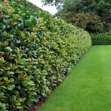 Top 10 Best Plants For Hedges And How To Plant Them Top Inspired Fence Landscaping Privacy Fence Landscaping Natural Fence