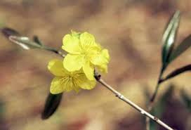 Image result for Ochna afzelii