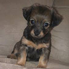 Black And White Dachshund Beagle Mix Dameranian Pomeranian X Dachshund Mix Info Temperament Pictures Dachshund Mix Puppies Pomeranian Mix Puppies Dachshund Mix