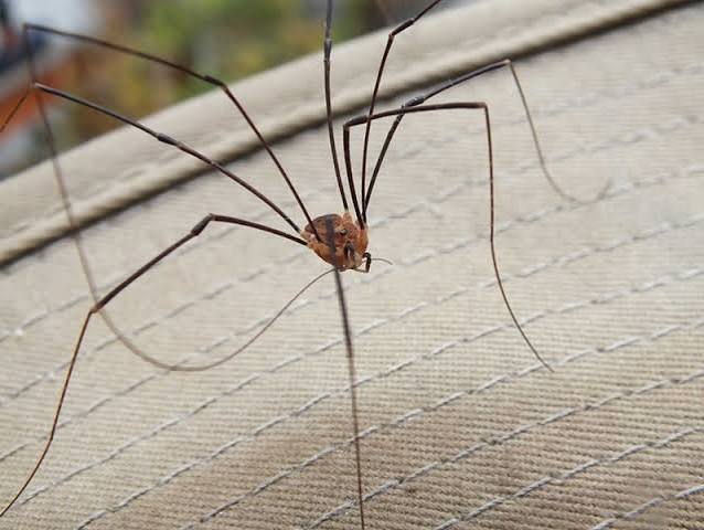 Daddy Long Legs: Spider or Harvestman? | Thrive Pest Control