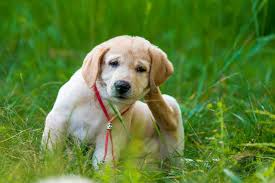 Check spelling or type a new query. Quels Sont Les Meilleurs Anti Puce Naturel Pour Chien