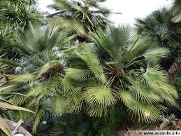 Symptomes sur trachycarpus (photo jb peltier) 1­4 cycle de. Palmier Nain Palmier De Mediterranee Chamaerops Humilis Planter Cultiver Multiplier