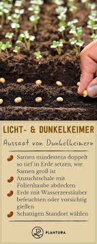 Dunkel Und Lichtkeimer Unterschiede Liste Mit Pflanzen Garten Pflanzen Und Gartenarbeit