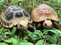 Image result for Trisetopsis elongata