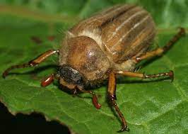 Se alle synonymene vi har til sankthansoldenborre i ordboka. Sankt Hans Oldenborre