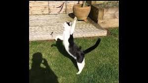 Da Bird Cat Toy Go Cat Uk Feather Wand Toy Best Cat Wand Toy The Cat Gallery