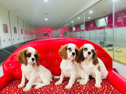 Satilik Cavalier King Charles Yavru Fiyat Ilan Sahiplendirme Cavalier King Charles King Charles Cavalier