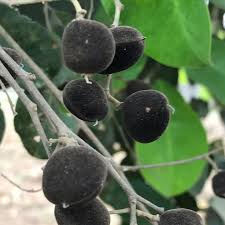 Image result for Dialium