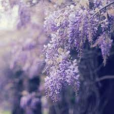 Untitled Lavender Aesthetic Flower Aesthetic Purple Flowers