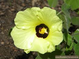 Image result for Hibiscus calyphyllus