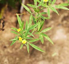 Image result for Ceropegia lugardiae