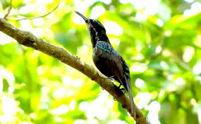 Check spelling or type a new query. Inilah 14 Jenis Burung Kolibri Di Indonesia Lengkap Beserta Gambarnya