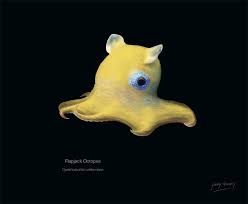 Illustration Of A Flapjack Octopus Weird Sea Creatures Ocean Creatures Underwater Creatures