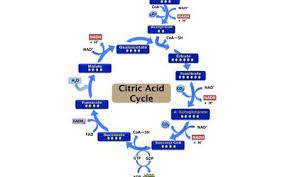 Why Is The Krebs Cycle Called A Cycle