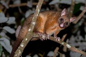 Image result for Cyanastrum johnstonii