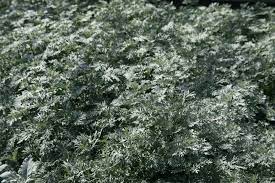 Sur le système respiratoire la quantité d'air expulsée est telle que les poumons. Les Vertus De L Absinthe Plantes Et Sante