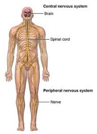 Changes in sensation (hypoesthesia), muscle weakness, abnormal muscle spasms, or difficulty moving; Multiple Sclerosis Ms Johns Hopkins Medicine