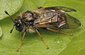 Image result for Platostoma strictum