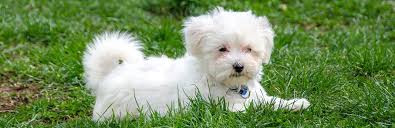 Maybe you would like to learn more about one of these? Maltese Puppies For Sale My Pet Needs That