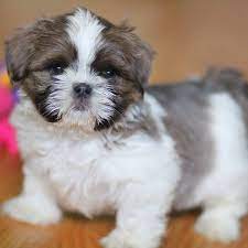 Raised by kevin & melissa out on our farm. Rare Shih Tzu Puppies Home Home Facebook