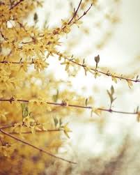 For The Living Room Nature Photography Fine Art Photographs Fine Art Photo