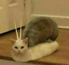 Whoops Cat Memes Funny Cats Funny Images Cursed images (o algo así). cat memes funny cats funny