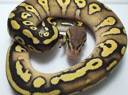 Mojave Pastel Pastave Ball Python For Sale Python Regius Male Only Pythons For Sale Ball Python Python
