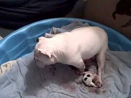 Call today!!!**we offer nanny service for your bulldog mommies. French Bulldog Free Whelping Her Puppies Youtube