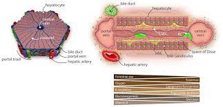 An accessory digestion gland, the liver performs a wide range of functions, such as synthesis of bile, glycogen storage and clotting factor production. The Liver Lobule And Acinus Schematic Representation Of A Liver Lobule Download Scientific Diagram
