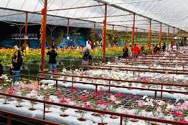 Cameron highland (金馬崙高原), is one of the premier hill resorts situated in the state of pahang, peninsular malaysia. Cameron Lavender Garden Cameron Highlands Malaysian Flavours