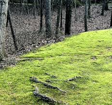 It can help you find and address the need to heighten the maintenance of your. Moss And Clover Taking Over Your Lawn Beacon