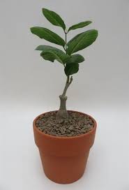 Image result for Fockea multiflora